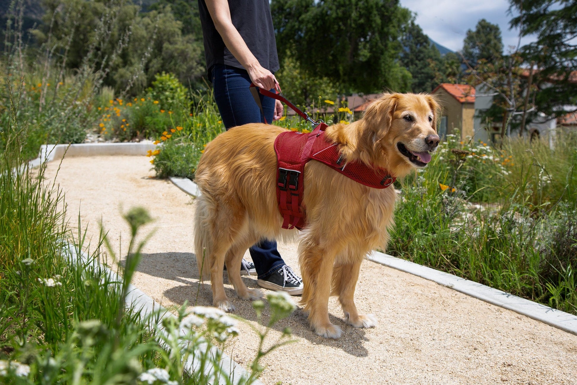 (strawberry red mesh)