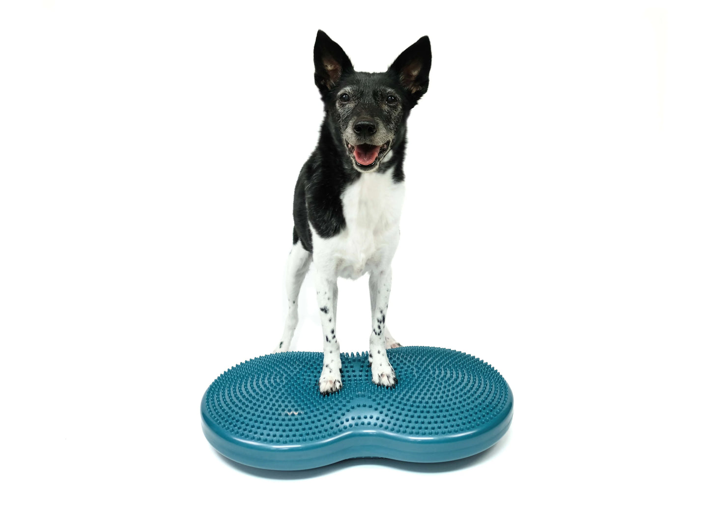 FitPaws Duo Disc