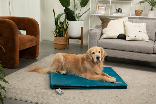 Bio-Pulse PEMF Dog Bed Therapy System - Vinyl - Large Only