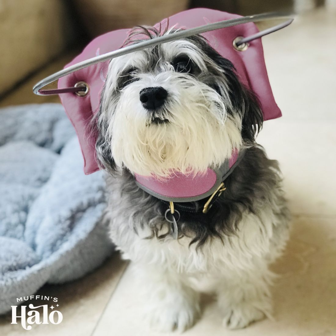 Muffin's Halo