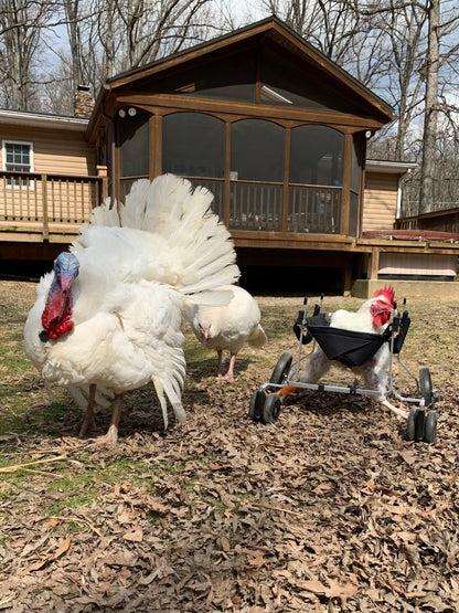 Chicken, Duck, Turkey Wheelchair