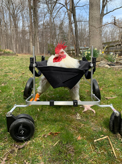 Chicken, Duck, Turkey Wheelchair