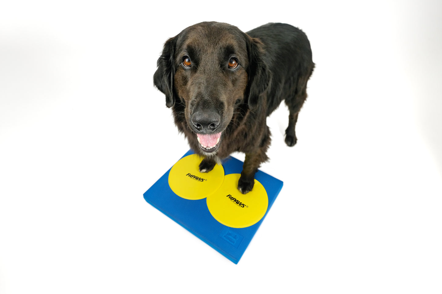 FitPaws Balance Pad