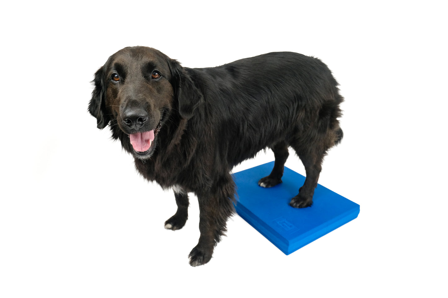 FitPaws Balance Pad