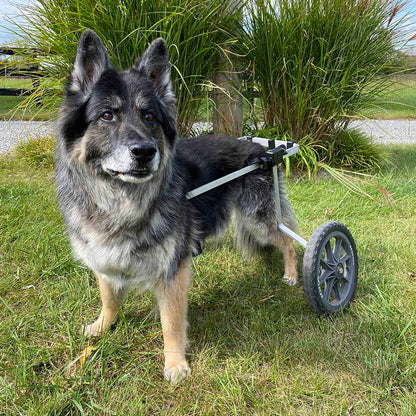 Dog Wheelchair for Back Legs – Rear Support