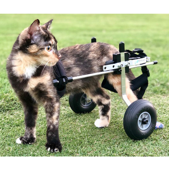 Cat Wheelchair