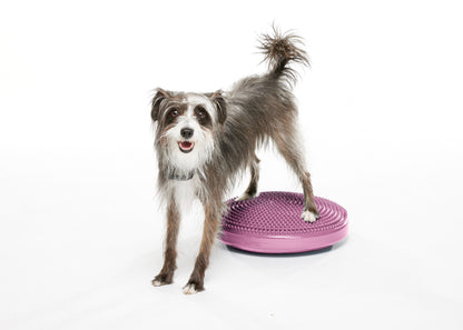 FitPaws Balance Discs Size 14 Razzleberry