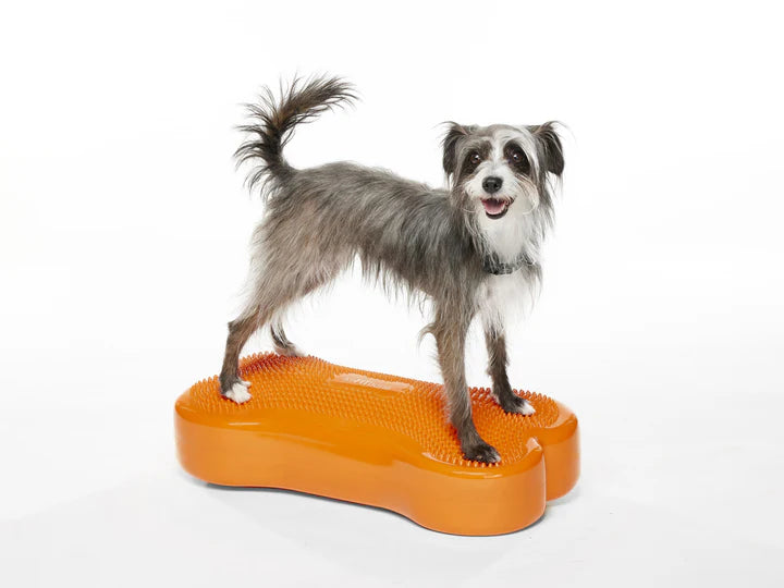 Regular K9FITbone Dog Balance Training Platform