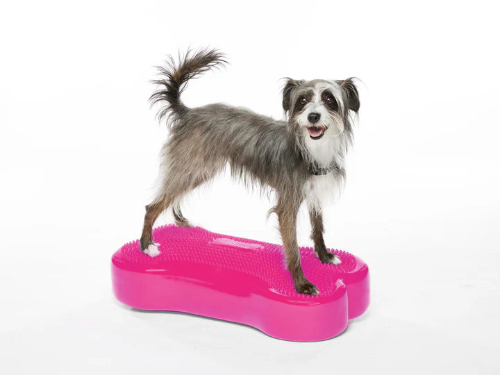 Regular K9FITbone Dog Balance Training Platform