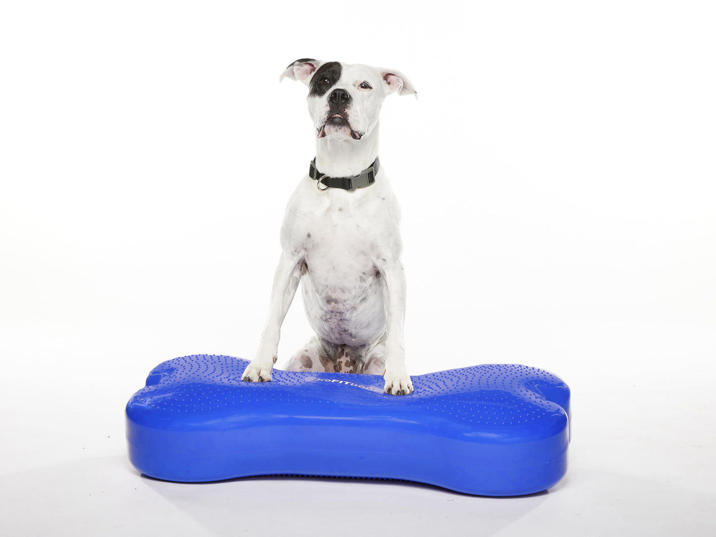 Giant K9FITbone Dog Balance Training Platform Blue