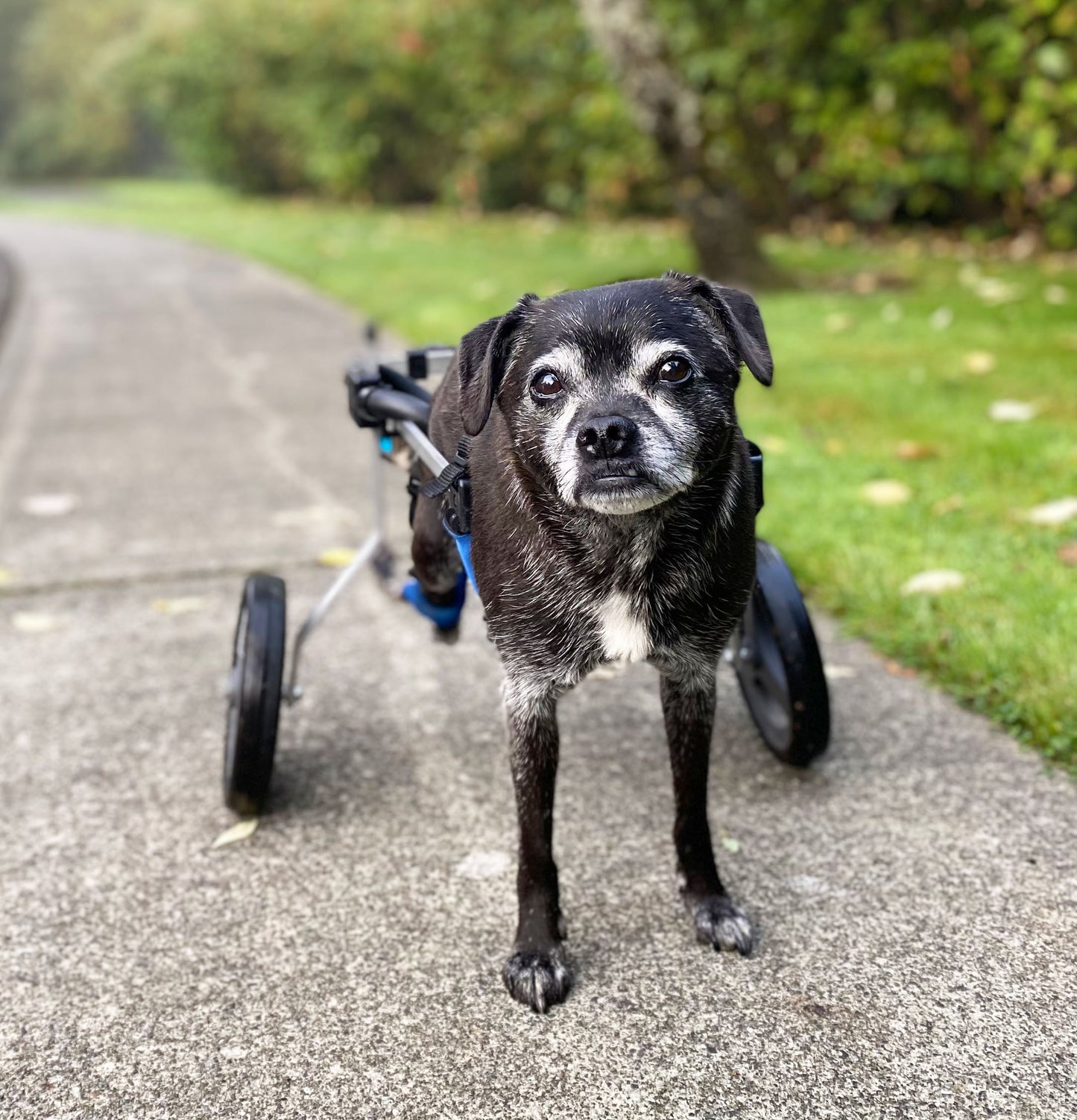 Dog Wheelchair for Back Legs – Rear Support