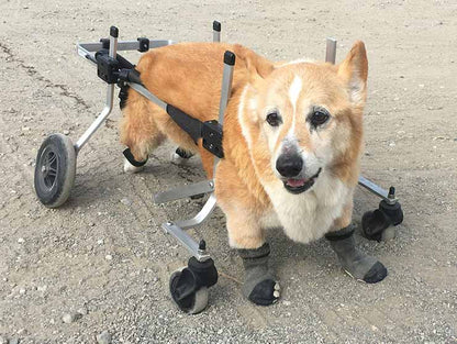 Full Support Dog Wheelchair