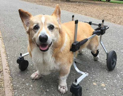 Full Support Dog Wheelchair