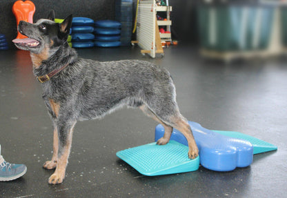 FitPaws Balance Ramp