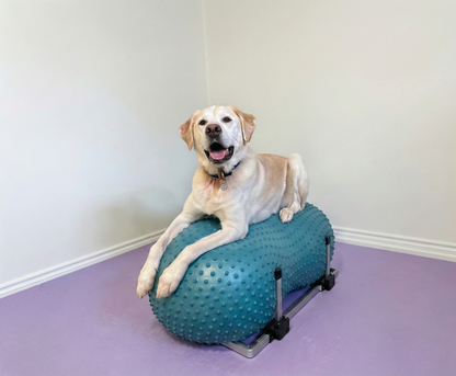 FitPaws Product Stabilizer & TRAX Peanut  Bundle