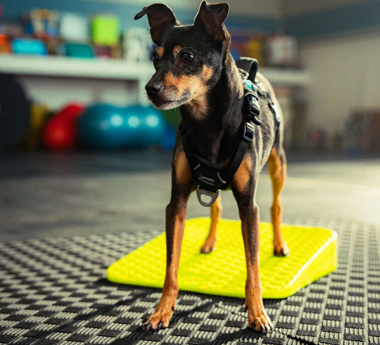 FitPaws Balance Ramp