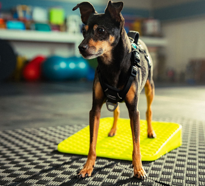 FitPaws Balance Ramp