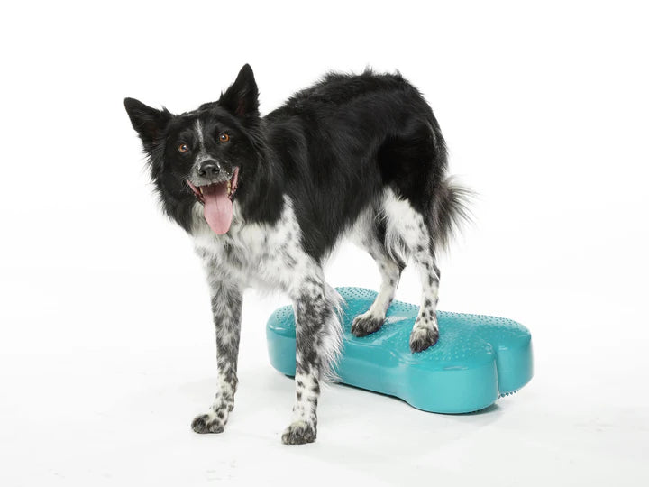 Regular K9FITbone Dog Balance Training Platform