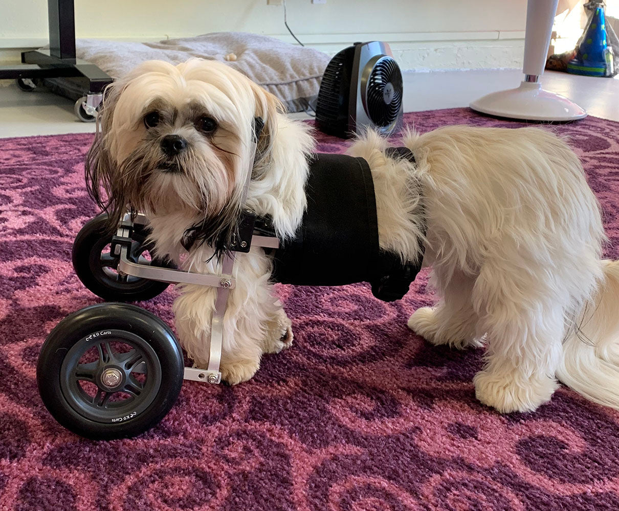 Dog Wheelchair for Front Legs