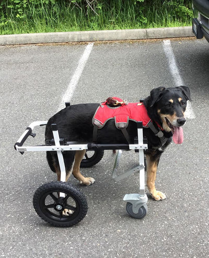 Full Support Dog Wheelchair