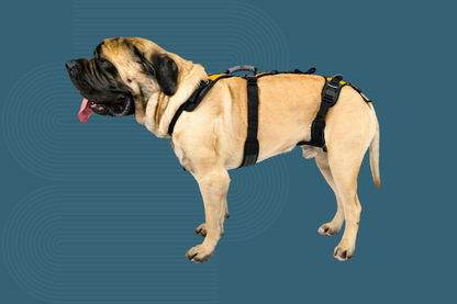 Help 'Em Up Harness