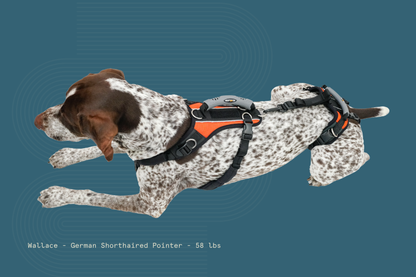 Help 'Em Up Harness