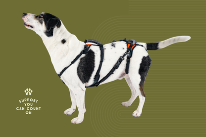 Tripawd Support