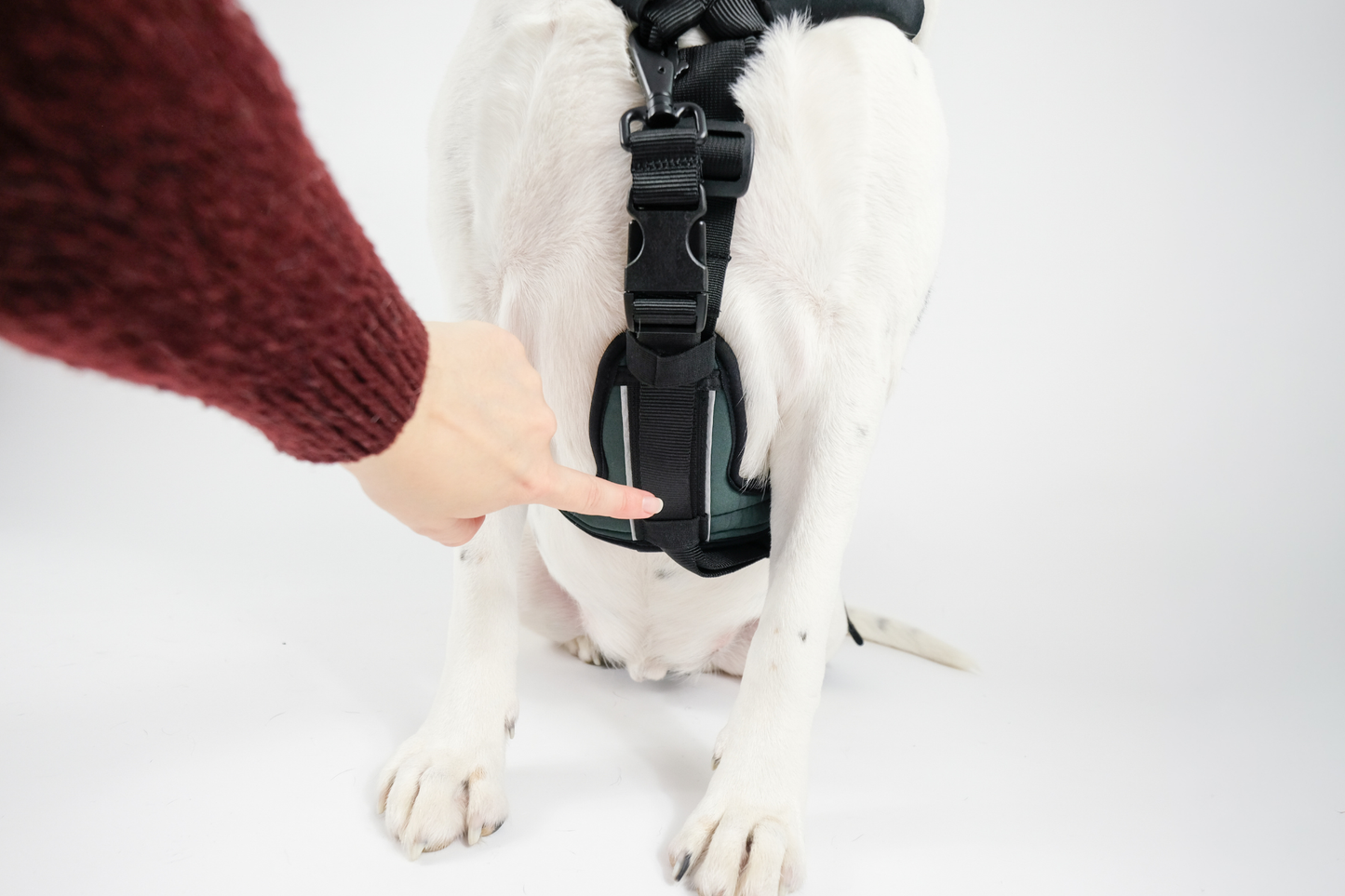 Tripawd Support