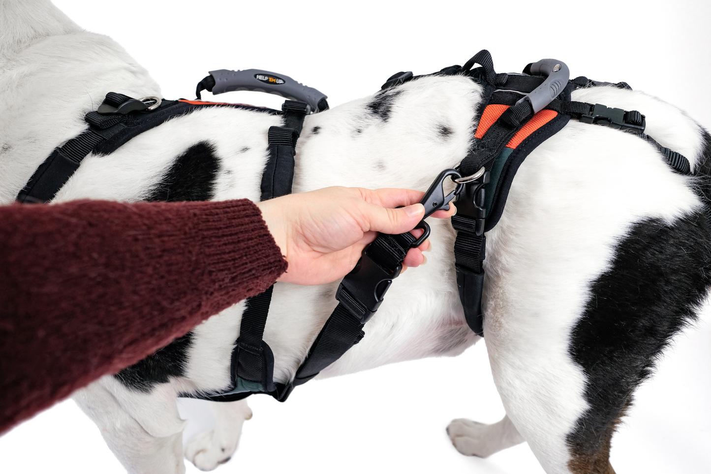 Tripawd Support