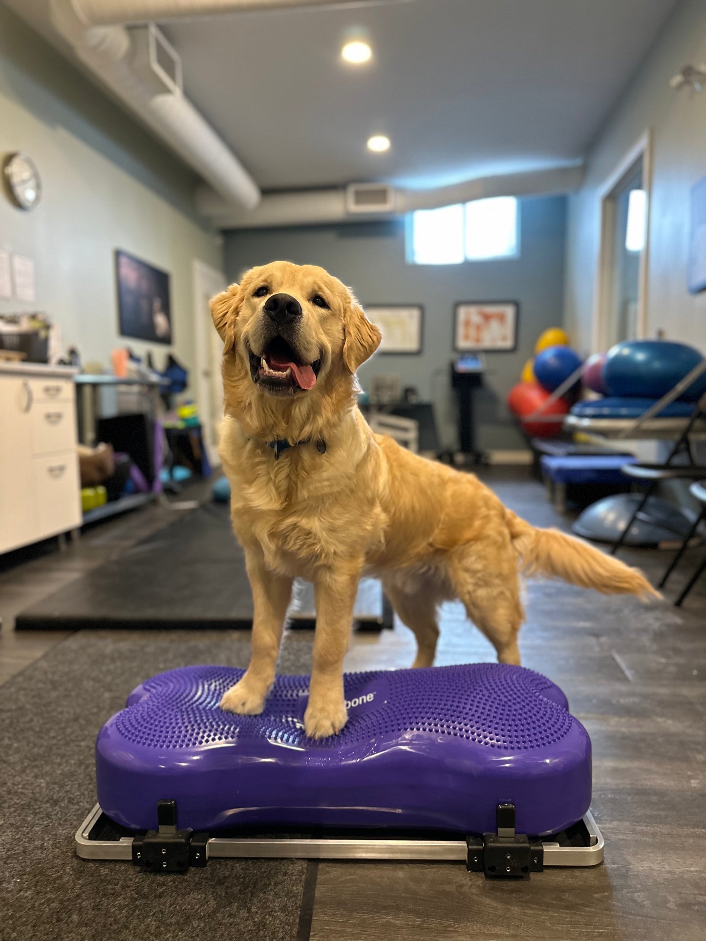 Fitpaws Product Stabilizer, Adaptor & Giant K9FitBone Bundle