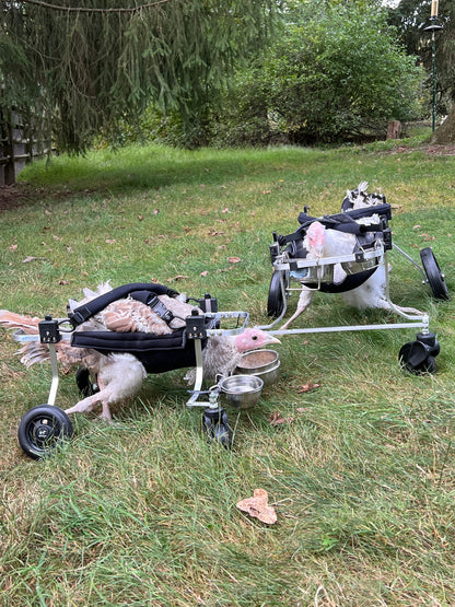 Chicken, Duck, Turkey Wheelchair