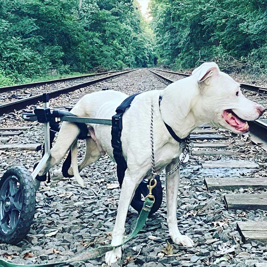 Dog Wheelchair for Back Legs – Rear Support