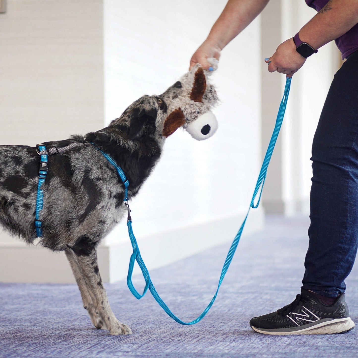 Reflective 6' Leash