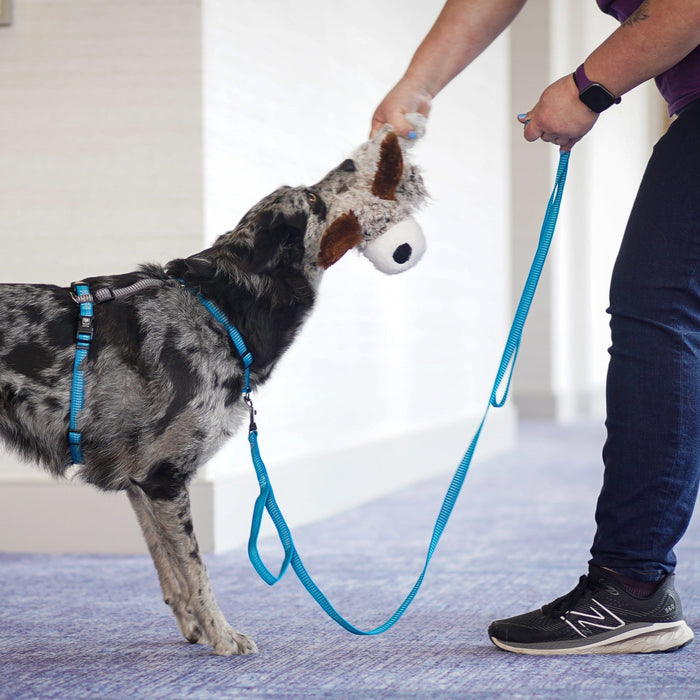 Reflective 6' Leash