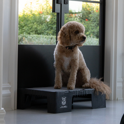 Apricot doodle dog sitting on a Black KLIMB Jr platform in front of a glass window looking away from the camera.