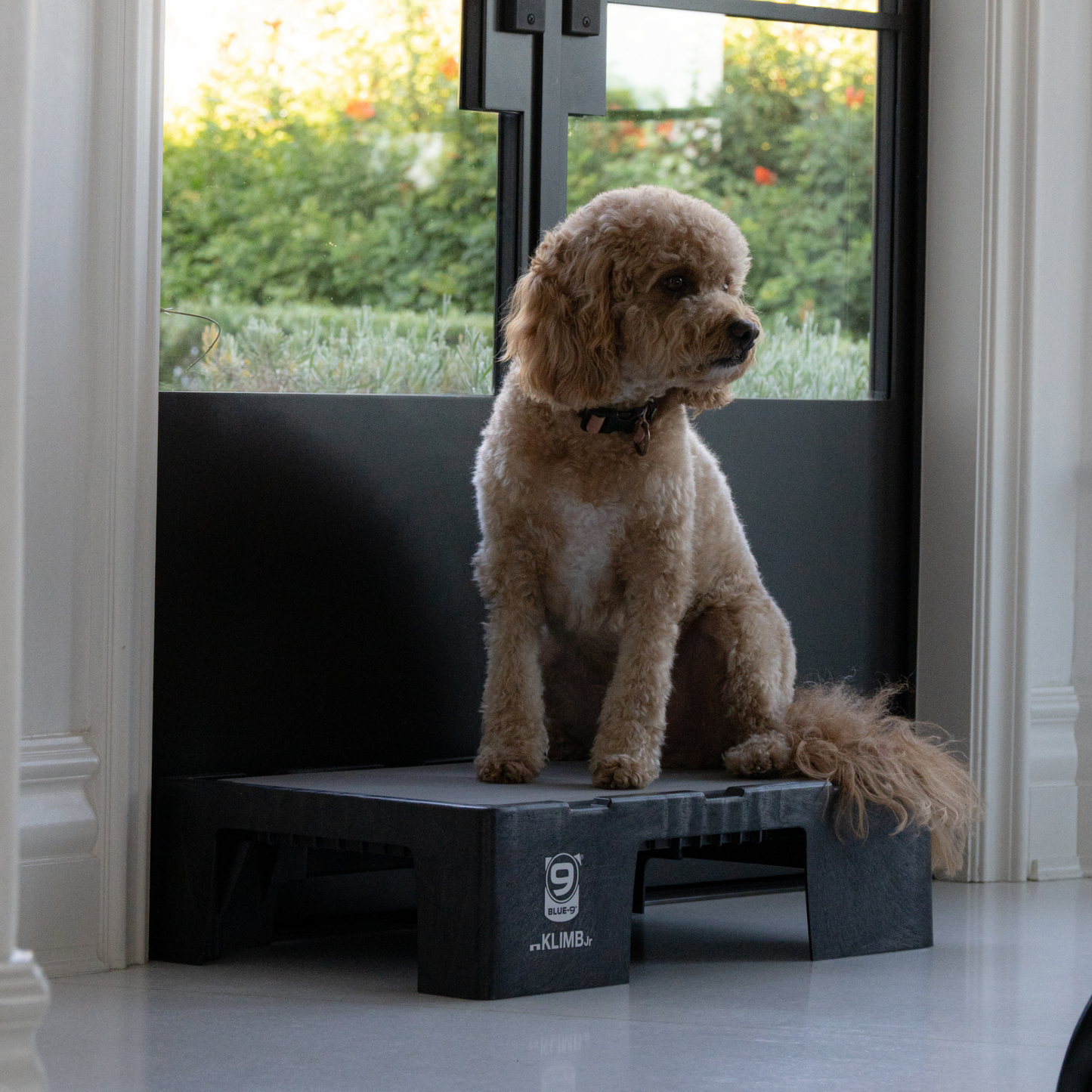 KLIMB Jr. Duo Bundle + A Place For Your Dog Training