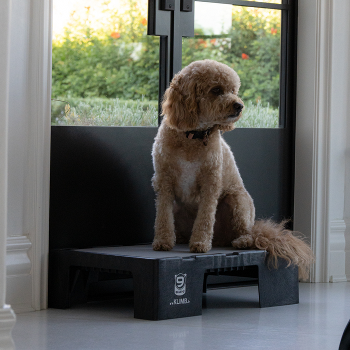 KLIMB Jr. Duo Bundle + A Place For Your Dog Training