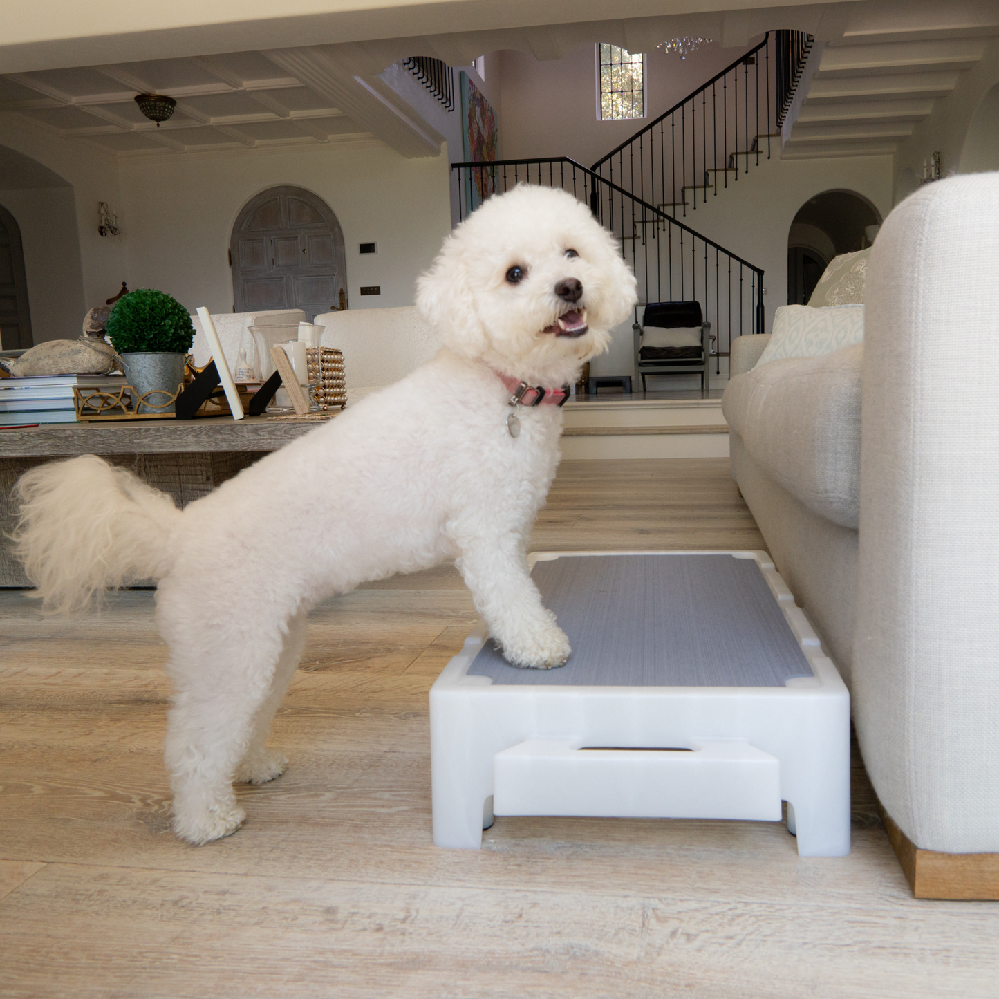 KLIMB Jr. Duo Bundle + A Place For Your Dog Training