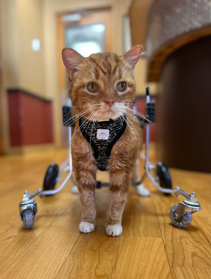 Cat Wheelchair