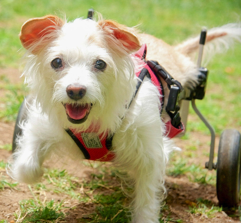 Dog Wheelchair for Back Legs – Rear Support