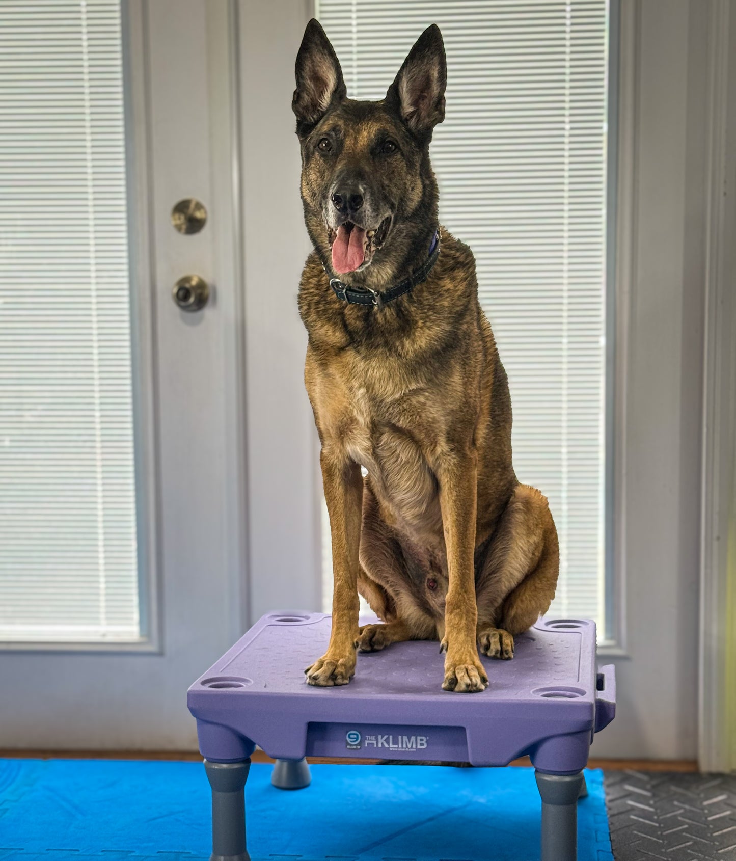 Blue-9 x FitPaws Periwinkle Training Bundle