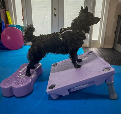 Blue-9 x FitPaws Periwinkle Training Bundle