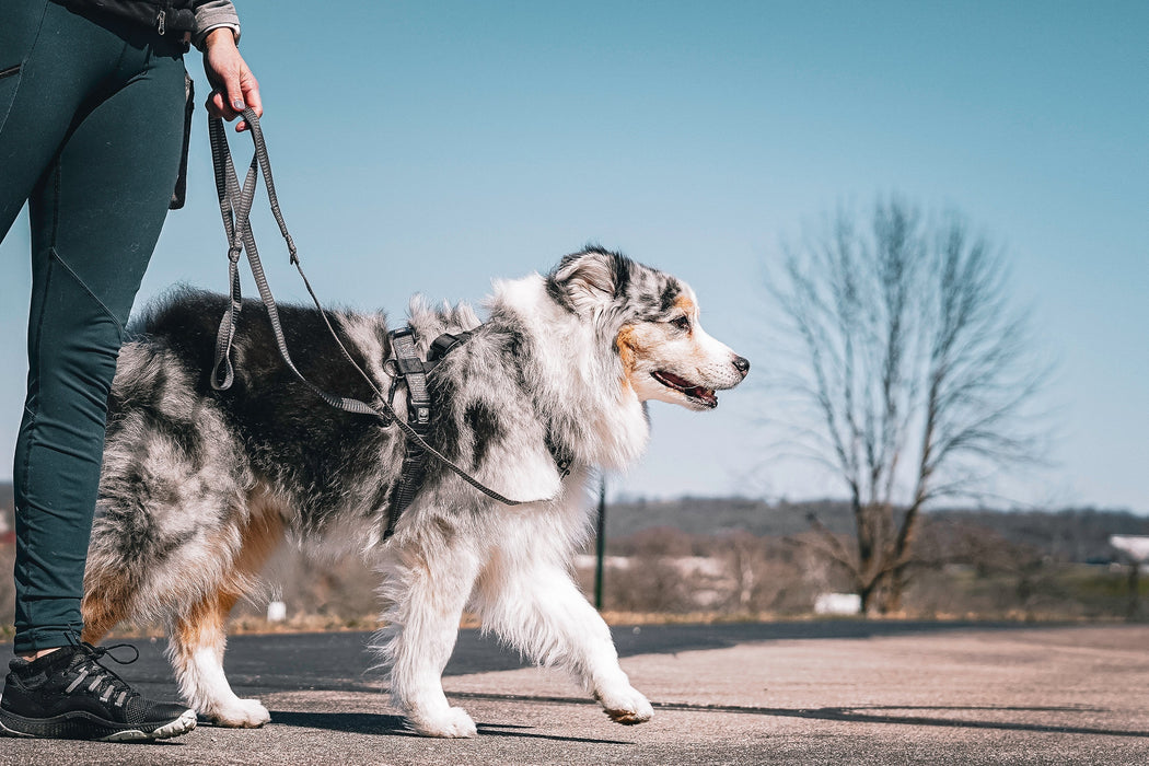 Grey Reflective multi-function leash on a merle Australian shepherd dog