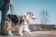 Grey Reflective multi-function leash on a merle Australian shepherd dog
