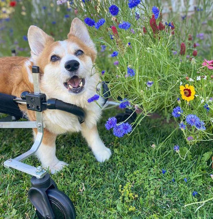 Full Support Dog Wheelchair