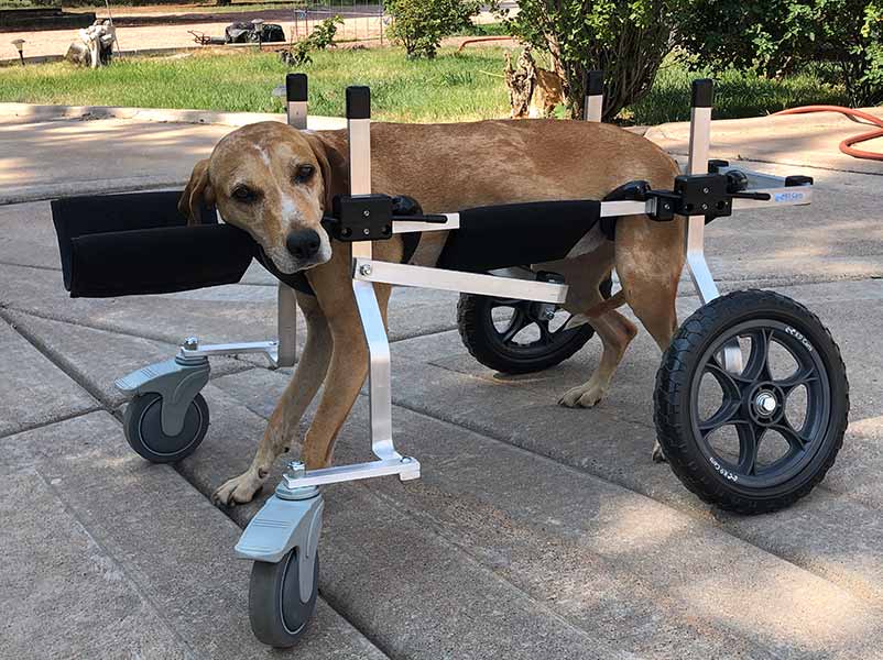 Full Support Dog Wheelchair