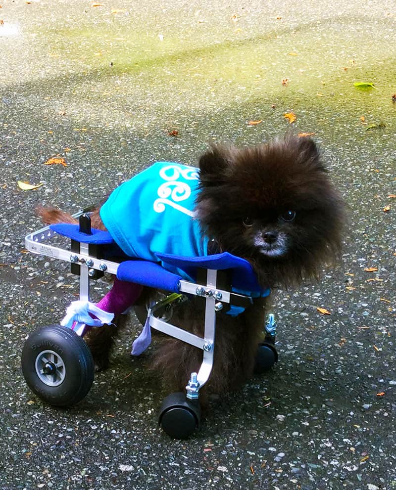 Full Support Dog Wheelchair