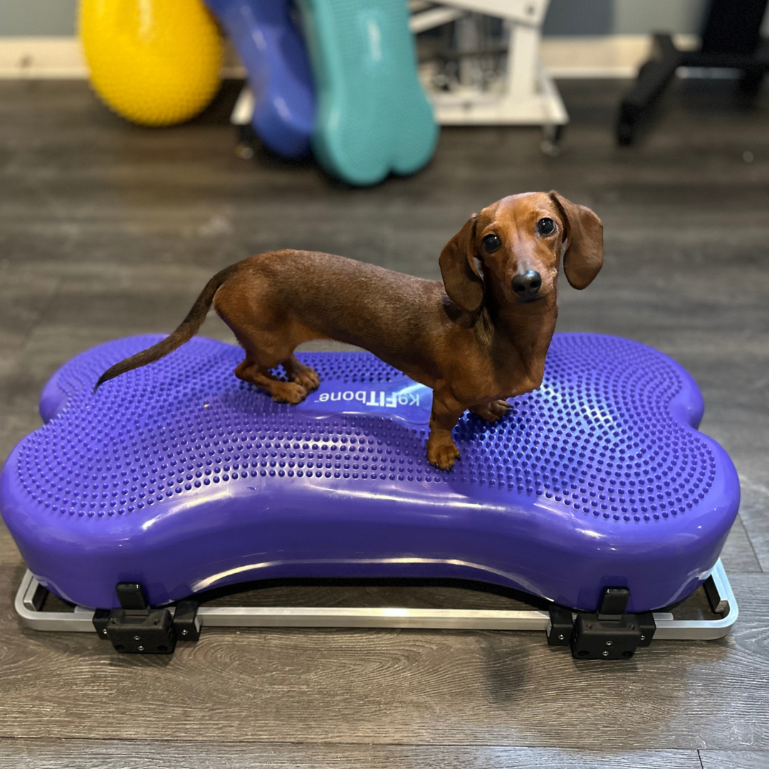 FitPaws Product Stabilizer + Giant K9FitBone Adaptor Kit BUNDLE