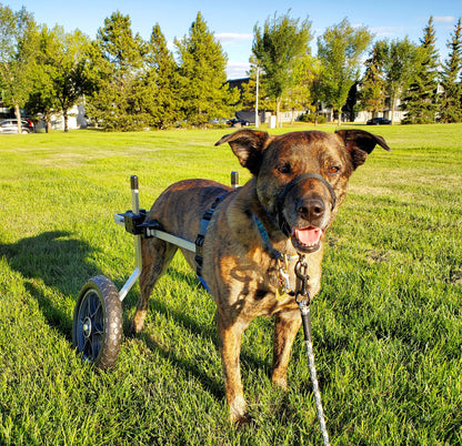 Dog Wheelchair for Back Legs – Rear Support