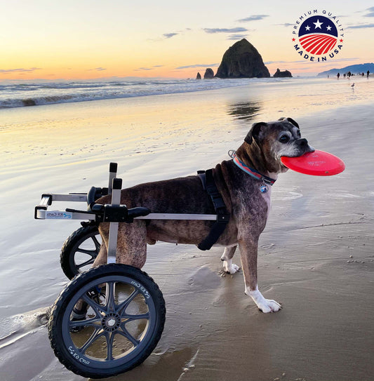 Dog Wheelchair for Back Legs – Rear Support